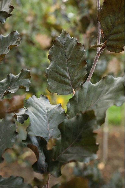 Бук Рохан Обеліск зелений колір листя в тіні